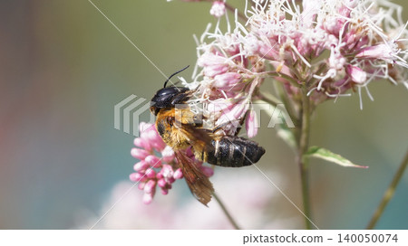 A large wood-boring bee sucking nectar from a Eupatorium flower. A large wood-boring bee sucking nectar from a Eupatorium flower. 140050074