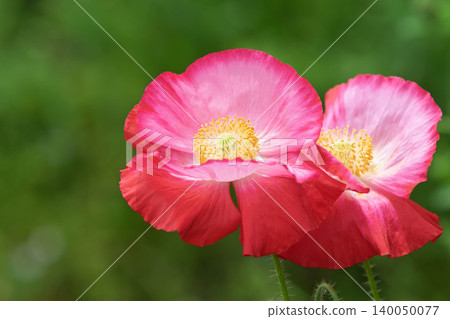 Poppy flowers, Takayama Village, Gunma Prefecture Poppy flowers, Takayama Village, Gunma Prefecture 140050077