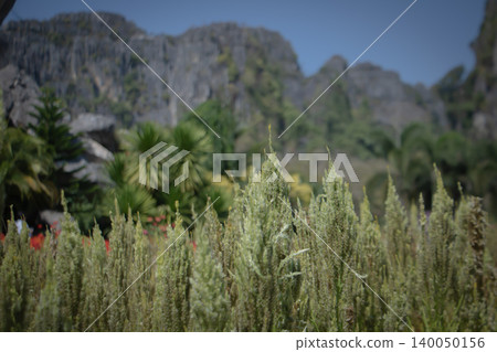 Wild green grass plants in a natural field with soft focus, tropical foliage and rocky mountain landscape under a clear blue sky. Wild green grass plants in a natural field with soft focus, tropical foliage and rocky mountain landscape under a clear blue sky. 140050156