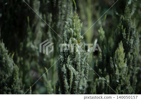 Close-up of green grain grass seed heads in low light, creating a moody natural texture with shallow depth of field and soft background blur. Close-up of green grain grass seed heads in low light, creating a moody natural texture with shallow depth of field and soft background blur. 140050157
