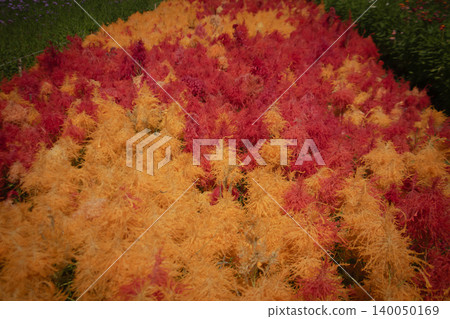 Vibrant ornamental plants with feathery foliage in red and orange colors forming a colorful natural pattern, ideal as abstract garden background. Vibrant ornamental plants with feathery foliage in red and orange colors forming a colorful natural pattern, ideal as abstract garden background. 140050169