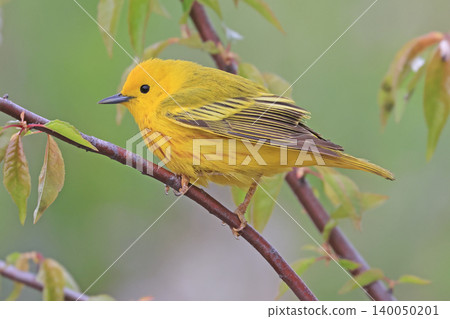 Yellow Warbler perched on a tree branch with green background, Quebec Yellow Warbler perched on a tree branch with green background, Quebec 140050201