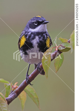 Yellow-rumped warbler perched on a tree branch with green background, Quebec 140050203