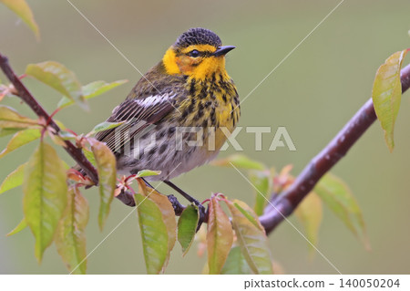Cape May male warbler perched on a tree branch with green background Cape May male warbler perched on a tree branch with green background 140050204