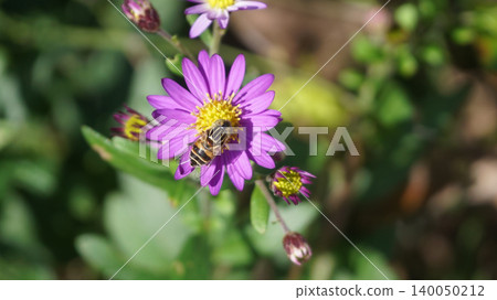 一隻黃腿食蚜蠅正在吸食野生紫菀花的花蜜。 一隻黃腿食蚜蠅正在吸食野生紫菀花的花蜜。 140050212