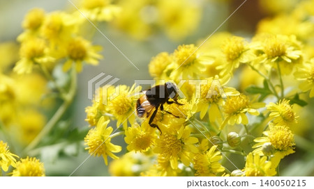 Ohanaab sucking the nectar of Awakoganegiku Ohanaab sucking the nectar of Awakoganegiku 140050215