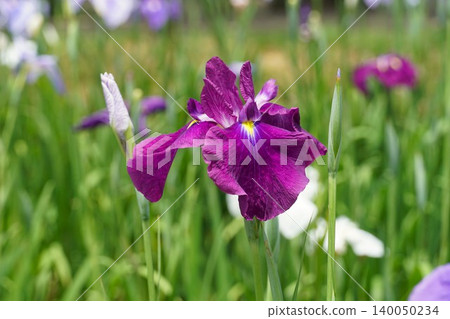 Suigo Itako Iris Festival: A landscape overflowing with blooming blue-purple irises. Suigo Itako Iris Festival: A landscape overflowing with blooming blue-purple irises. 140050234