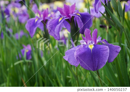 Suigo Itako Iris Festival: A scene of blue irises in full bloom. Suigo Itako Iris Festival: A scene of blue irises in full bloom. 140050237