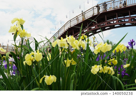 Suigo Itako Iris Festival: A scene of yellow irises in full bloom. Suigo Itako Iris Festival: A scene of yellow irises in full bloom. 140050238