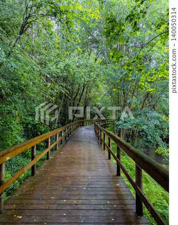Lush green trees surround a wet wooden boardwalk path at Passadicos do Rio Uima in Lobao Portugal providing a peaceful journey through the dense riverside vegetation during a rainy summer day 140050314