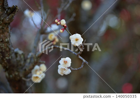 Refreshing white plum blossoms, tiger's tail 140050335