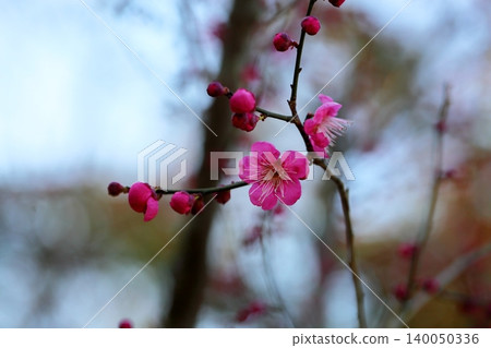 Pale pink plum blossoms, single-petaled winter red 140050336