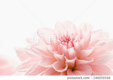 Pink dahlia flowers photographed indoors against a white background (17) Pink dahlia flowers photographed indoors against a white background (17) 140050508