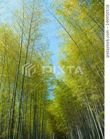  竹林 140050516