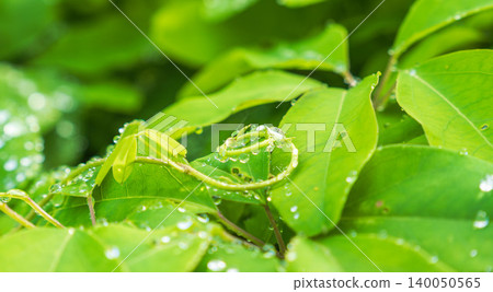 Spring fields and mountains: Green leaves and vines wet with dewdrops 19 Spring fields and mountains: Green leaves and vines wet with dewdrops 19 140050565