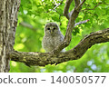 Owl's young bird 140050577