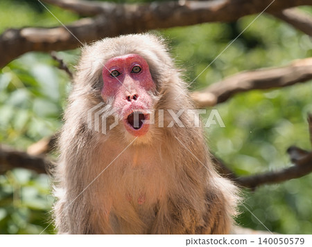 Japanese monkey barking Japanese monkey barking 140050579