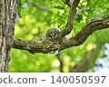 Owl's young bird 140050597