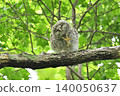 Owl's young bird 140050637