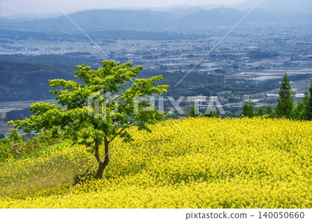 福島縣喜多方市山之藏高原(滑雪場)花田中,初夏時節盛開的油菜花。 福島縣喜多方市山之藏高原(滑雪場)花田中,初夏時節盛開的油菜花。 140050660
