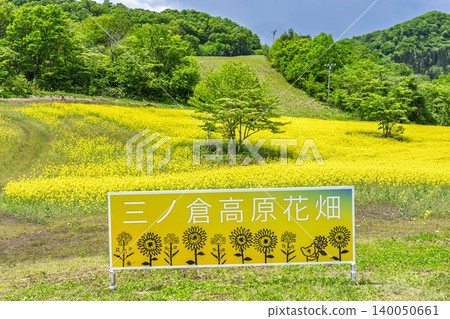 Rapeseed flowers blooming in early summer at the flower fields of San-no-Kura Plateau (ski resort), Kitakata City, Fukushima Prefecture. 140050661