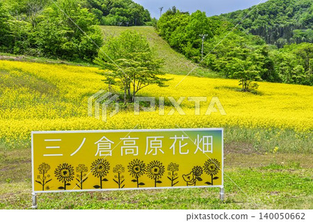 Rapeseed flowers blooming in early summer at the flower fields of San-no-Kura Plateau (ski resort), Kitakata City, Fukushima Prefecture. Rapeseed flowers blooming in early summer at the flower fields of San-no-Kura Plateau (ski resort), Kitakata City, Fukushima Prefecture. 140050662
