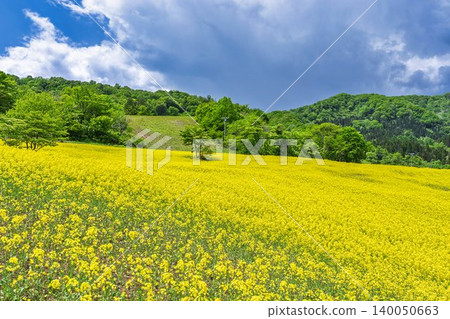 Rapeseed flowers blooming in early summer at the flower fields of San-no-Kura Plateau (ski resort), Kitakata City, Fukushima Prefecture. Rapeseed flowers blooming in early summer at the flower fields of San-no-Kura Plateau (ski resort), Kitakata City, Fukushima Prefecture. 140050663