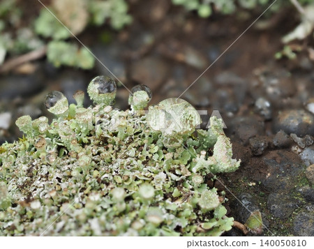 Moss and rain in a collaboration Moss and rain in a collaboration 140050810