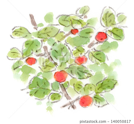A watercolor illustration of the cherry-like fruit of the Nanking cherry tree, a plant of early summer. 140050817