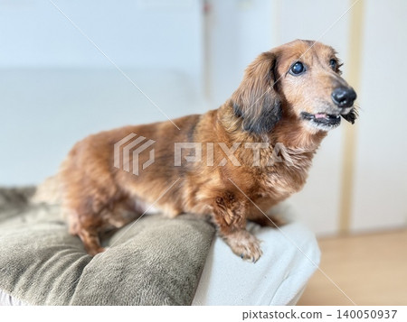 A senior miniature dachshund who is very curious about something. 140050937