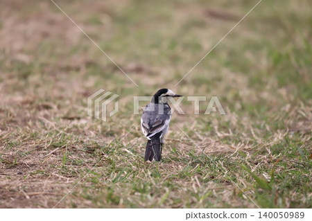 A white wagtail standing in a grassland 140050989