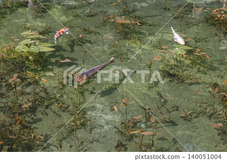 Carp swimming Monet's pond Carp swimming Monet's pond 140051004