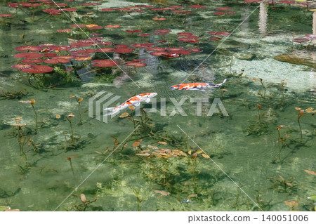 鯉魚在無名池塘遊動 140051006