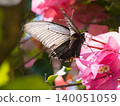 A black swallowtail butterfly sucking nectar from an azalea flower 140051059