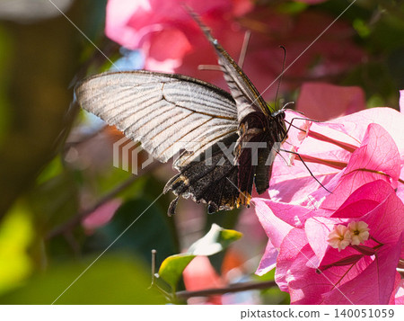 A black swallowtail butterfly sucking nectar from an azalea flower A black swallowtail butterfly sucking nectar from an azalea flower 140051059