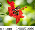 Butterfly sucking nectar from a red flower 140051060