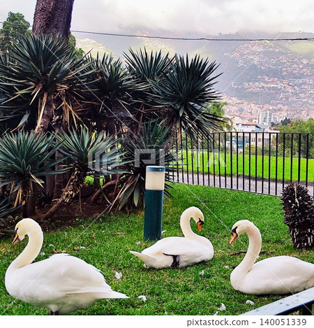 Three Mute Swans (Cygnus olor) are resting on a grassy area in Madeira, Portugal. Lush greenery, spiky ornamental plants, and a cityscape partially covered by mist Three Mute Swans (Cygnus olor) are resting on a grassy area in Madeira, Portugal. Lush greenery, spiky ornamental plants, and a cityscape partially covered by mist 140051339