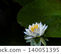 Water lily flower floating on the surface of the water 140051395