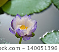 Murasaki Shikibu floating on the water's surface 140051396