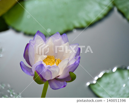 Murasaki Shikibu floating on the water's surface Murasaki Shikibu floating on the water's surface 140051396