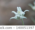 Edelweiss 140051397