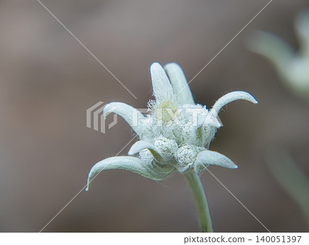 雪絨花 140051397