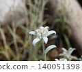 Edelweiss 140051398