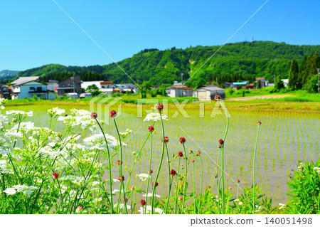 Wild onion bulbils and white Orlaya flowers bloom in the early summer countryside. 140051498