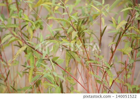 Seed pods of molokhia growing in a field Seed pods of molokhia growing in a field 140051522