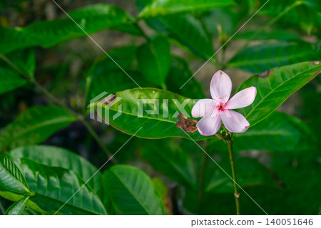 Delicate pink periwinkle flower blooming among lush green leaves soft natural light creating fresh tropical garden botanical background Delicate pink periwinkle flower blooming among lush green leaves soft natural light creating fresh tropical garden botanical background 140051646