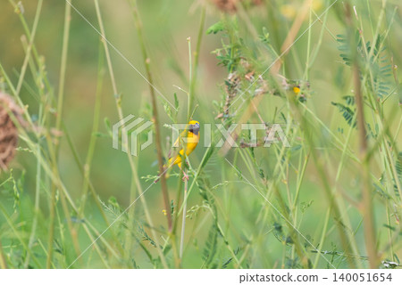 Golden weaver bird perched among tall wild grass natural green foliage soft background showcasing wildlife behavior tropical habitat Golden weaver bird perched among tall wild grass natural green foliage soft background showcasing wildlife behavior tropical habitat 140051654