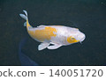 Nishikigoi swimming in the pond 140051720