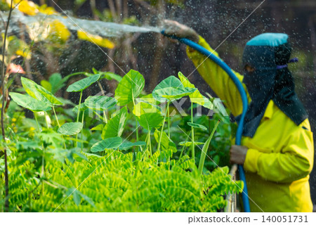 Farmer watering green vegetable crops hose lush garden promoting organic farming sustainable agriculture healthy plant growth Farmer watering green vegetable crops hose lush garden promoting organic farming sustainable agriculture healthy plant growth 140051731