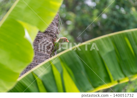 Lineated Barbet perched tree trunk among lush banana leaves tropical habitat highlighting natural wildlife behavior rich biodiversity Lineated Barbet perched tree trunk among lush banana leaves tropical habitat highlighting natural wildlife behavior rich biodiversity 140051732